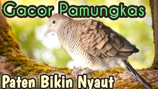 Perkutut lokal gacor Pamungkas. Paten Urusan Pikat Sautan