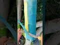 Bright Bark Peeling Technique #shorts #plantprocessing