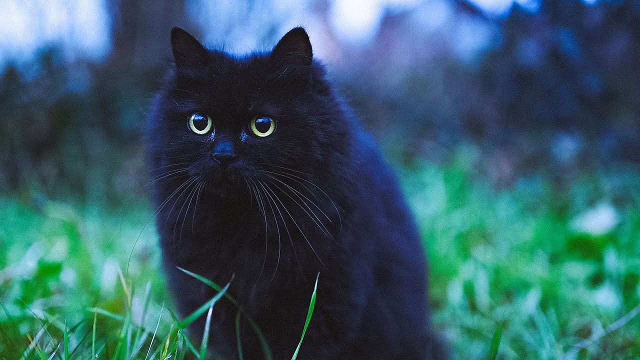 Windy Garden ASMR with Cats: 4K Peaceful Winter Sounds