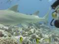 Diving with 4 huge lemon sharks in bora bora