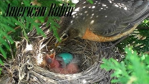 American Robin Hatching and Raising HD 1080P