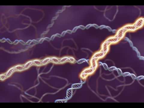 Video: EAE Indukovaná Zvýšená Regulácia Mitochondriálneho MnSOD Je Spojená So Zvýšením Mitochondriálneho Proteínu SGK1 A Tom20 V Kôre Myšej Obličky