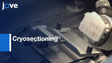 Simultaneous Cryosectioning of Brains | Protocol Preview