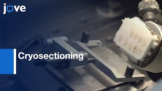 Simultaneous Cryosectioning of Brains | Protocol Preview