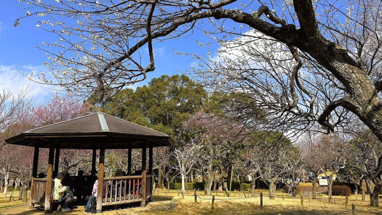 梅をお花見【4K Walk】Spring Walk in the Plum Garden 青葉の森公園 2026 Chiba 梅園