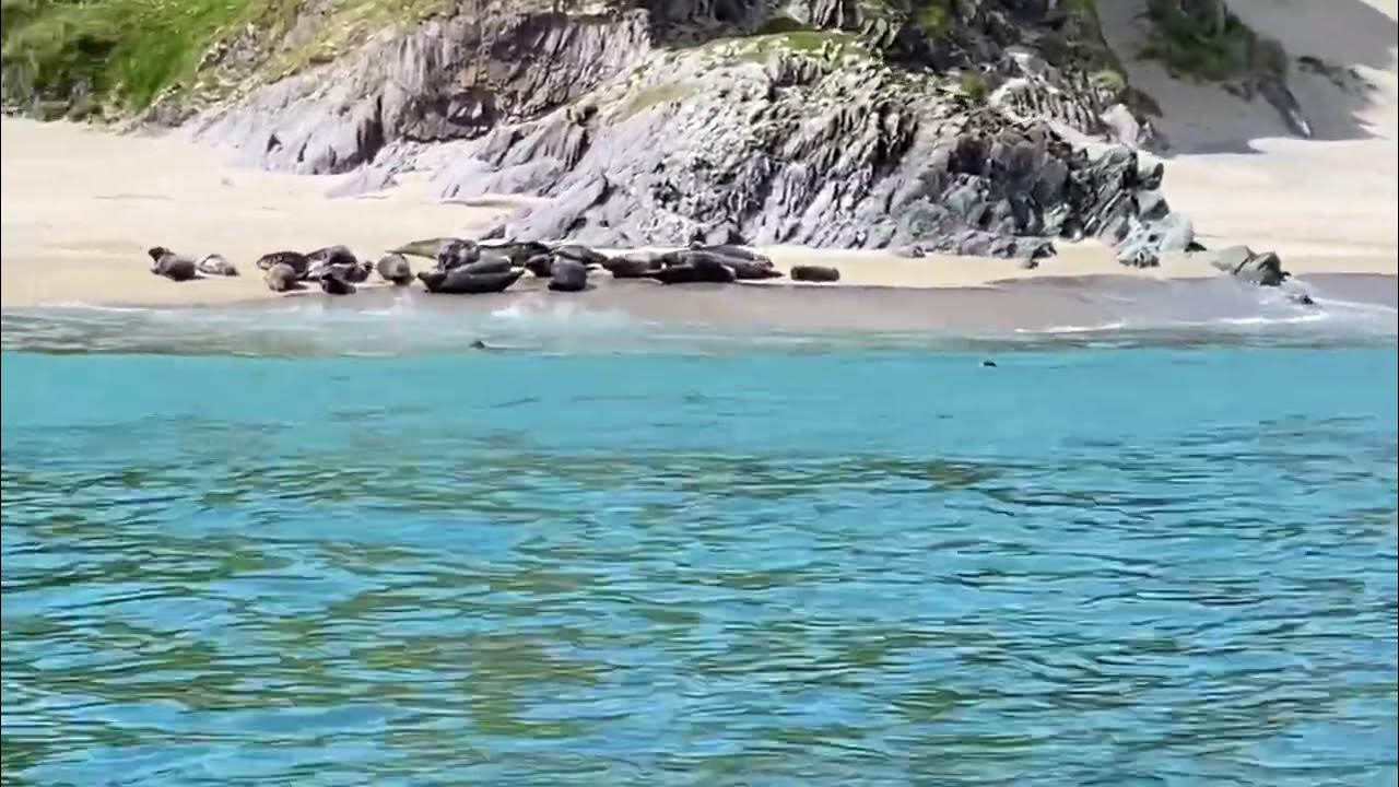 blasket island sealife tours