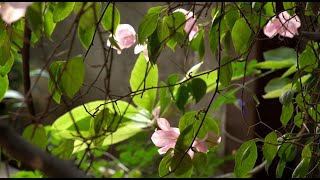 evergreen wallpaper - pink rose wallpaper screenshot 2