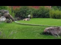 Show de Aves en Africam Safari