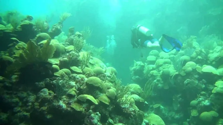 Virginia Merchant, diving Bermuda 2010.