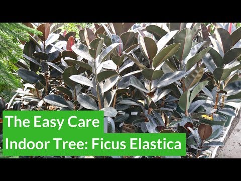 Video: Ficus Robusta (25 Fotografií): Rysy Péče O Elastica Ficus Doma. Jaký Je Rozdíl Mezi Kvetením Fikusů Nesoucích Gumu V Přírodě?
