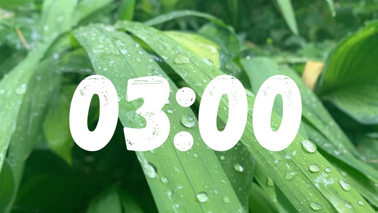 3 Minute Countdown Timer with Rain Drops on Leaves - YouTube