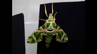 Oleander hawk moth - Daphnis nerii