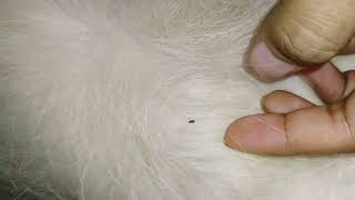Get rid of fleas february 2024 by Cakie Dog 1,684 views 2 months ago 4 minutes, 56 seconds