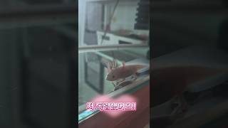[shorts] 드디어 독립! #shorts #우파루파 #axolotl #쇼츠