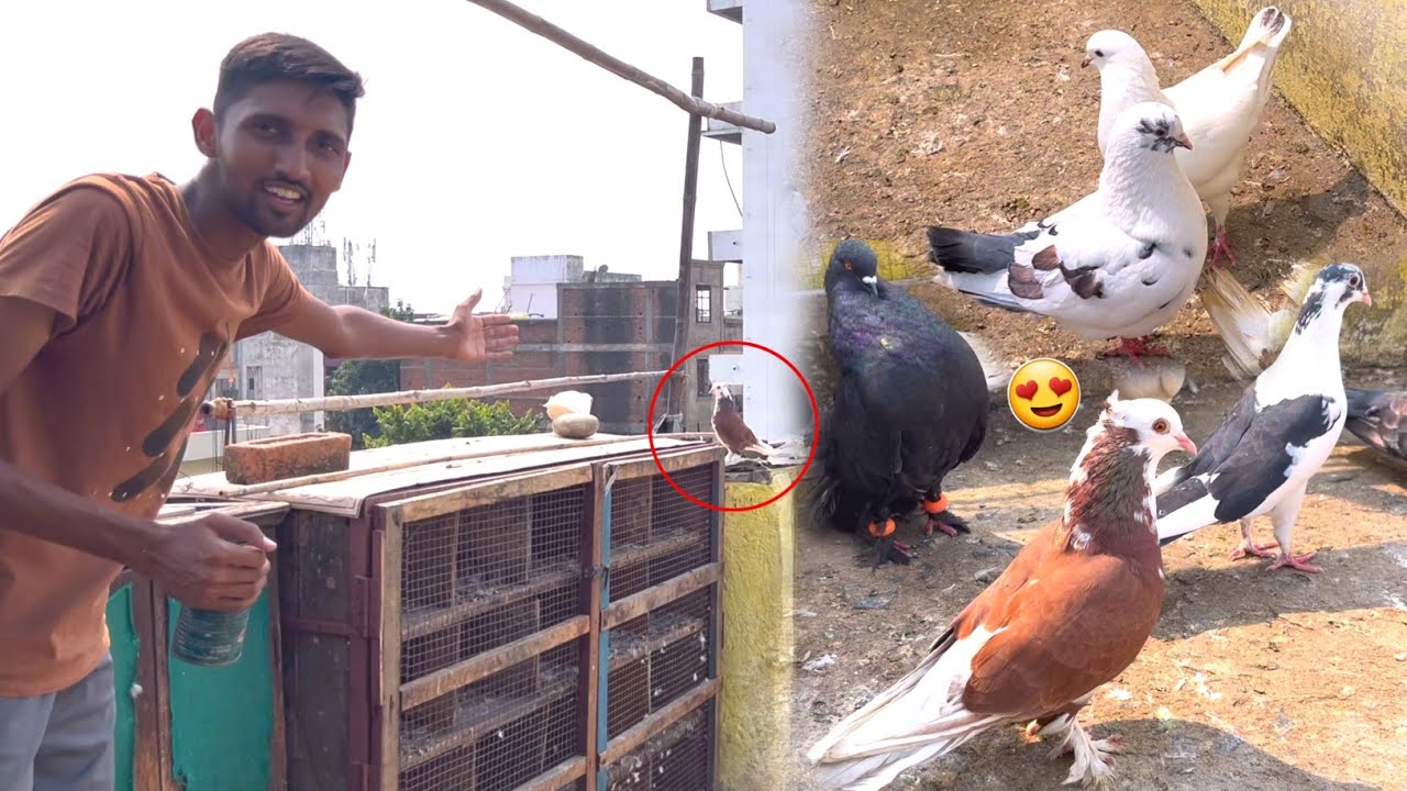 Fancy Kabootar Pakda🥳Or King Kabootar Ko Secret Loft se Bahar Nikala😳