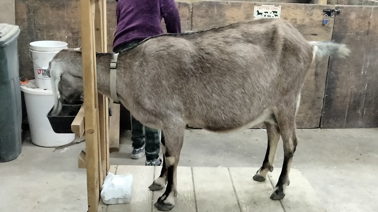 Milking a goat! 🐐🥛 YouTube