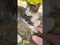 野良キジシロちゃん　#野良猫 #子猫 #cat