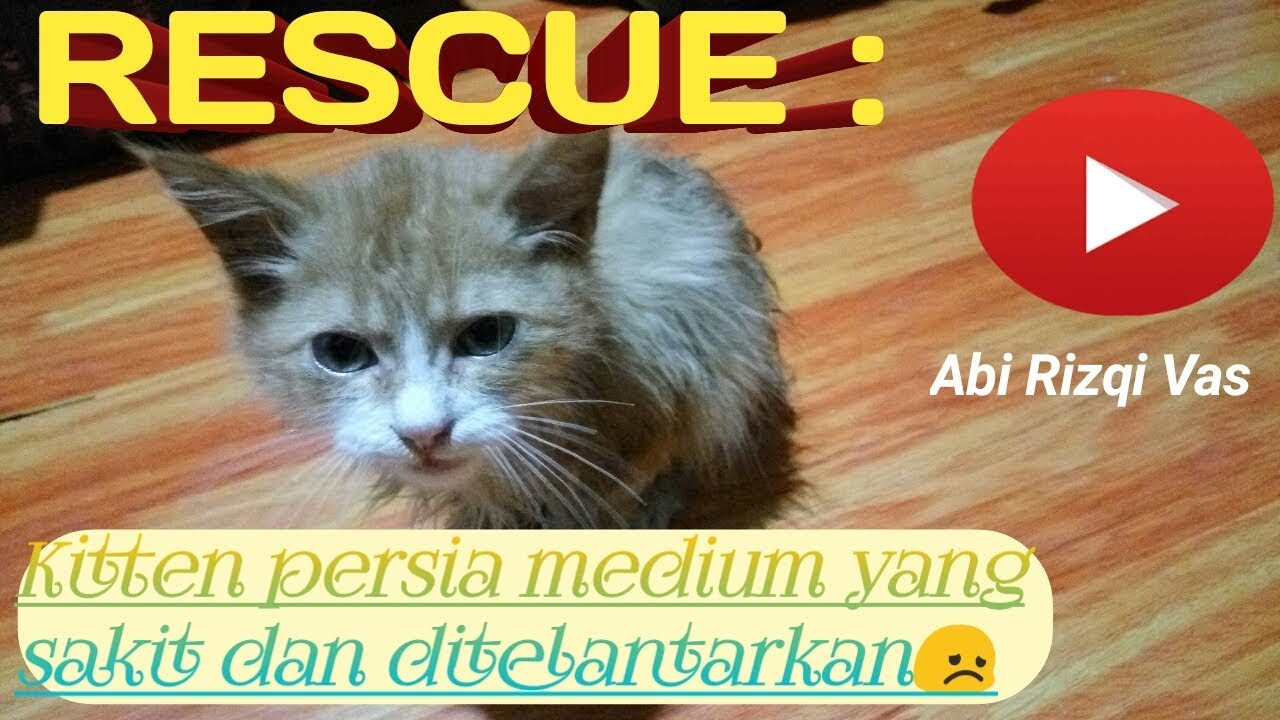 Kitten Persia Medium Hewan Peliharaan 801652974