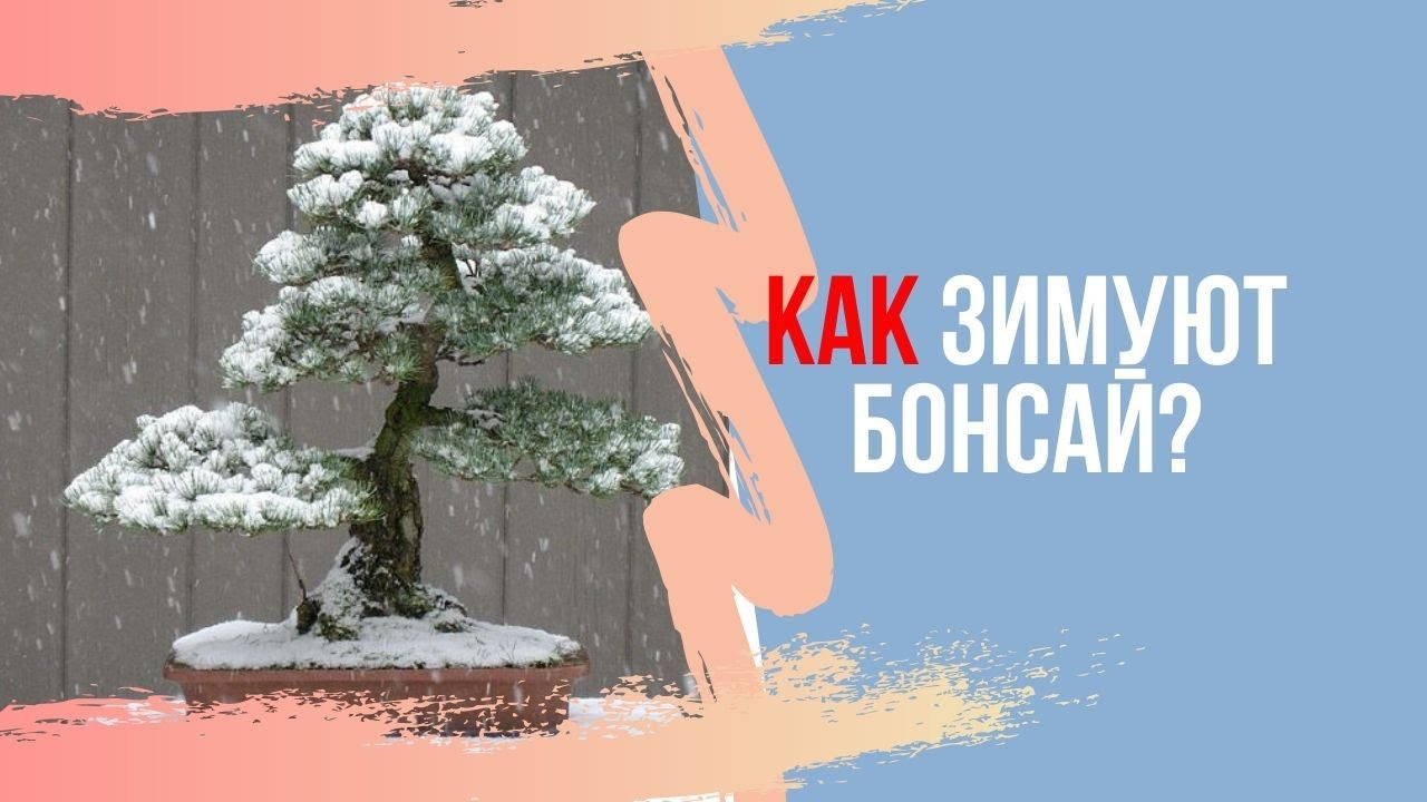 дуршлаг для бонсай