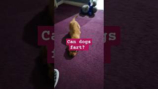 #cockerspaniel #puppy #shortsvideo #funnydogs #marleyandme #trainingday