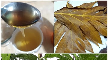 Breadfruit Leaf Tea For High Blood Pressure, Diabetes & Asthma; This Powerful Tea Might Surprise You