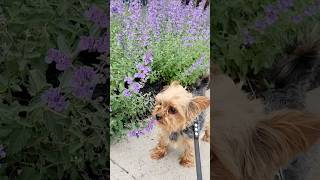 Yorkie Meets Lavender ๐ธ๐พ | Peaceful Road Trip Moment with Blue #Shorts Yorkie Meets Lavender ๐ธ๐พ | Peaceful Road Trip Moment with Blue #Shorts
