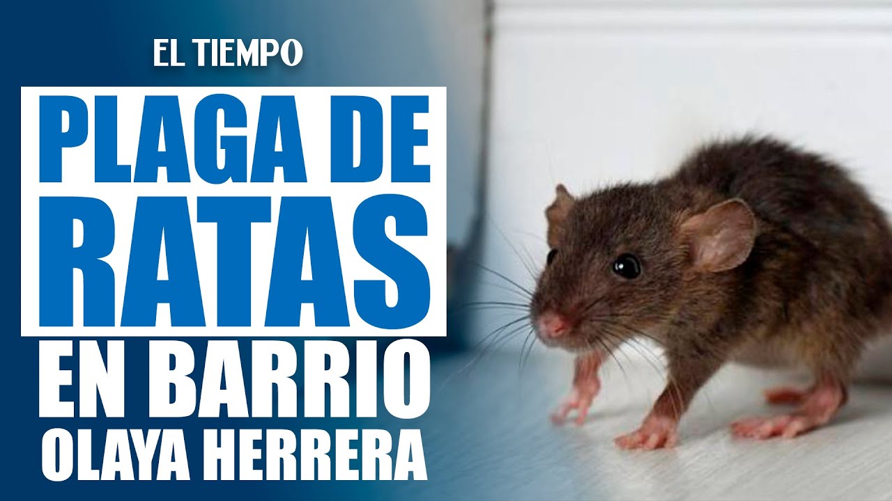 Plaga de ratas preocupa a comerciantes y vecinos en Olaya Herrera | El ...
