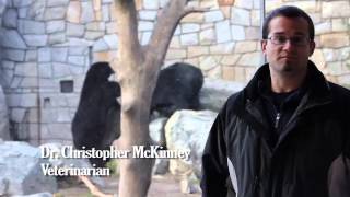Rewilding America: Lessons Learned from the Cape Cod Bear