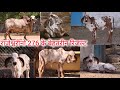 राजेश्वरीनो 276 बुल के बेहतरीन रिजल्ट आये हमारे गौधाम मे ansuya gaudham maanavader gujarat