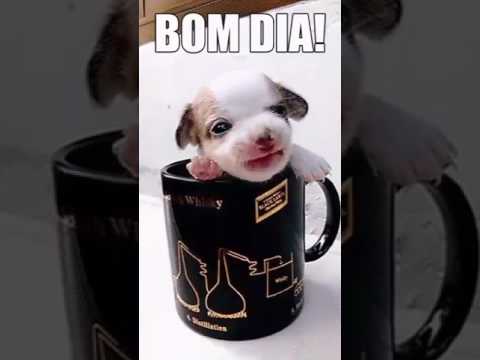 Bom dia ........................treducido buen dia 😄🐶👍