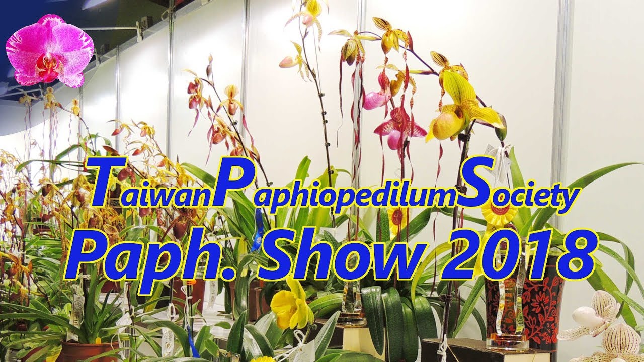 Taiwan Paphiopedilum Society Road Show 2018, Orchid Show