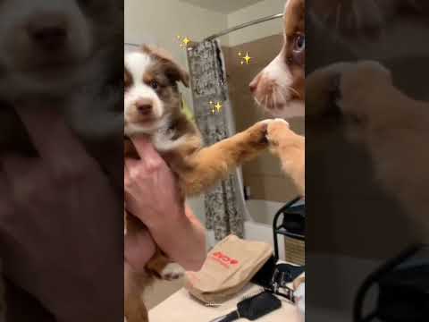 Puppy Sees Reflection In Mirror Dog Shorts