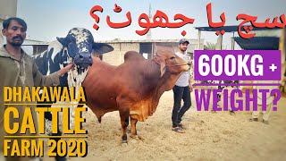 600KG Weight? What You Say? True or Not? GIANT Bulls of Dhakawala Cattle Farm | Bakra Eid 2020 Cows