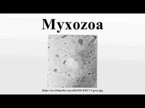 Wideo: Profile Charakteryzacji I Ekspresji Akwaporyn (AQP) 1a I 3a W Błocie Misgurnus Mizolepis Po Eksperymentach
