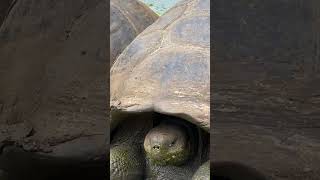 Interesting Facts About Tortoises...