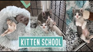 Kitten School  Lunch and Chill Time