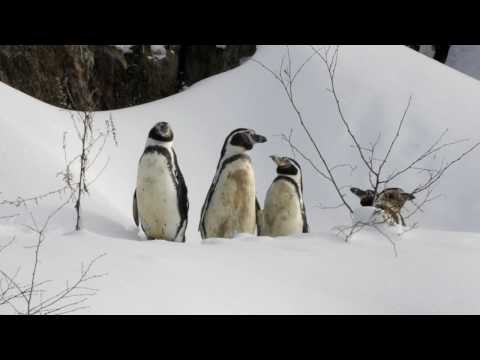 Video: Djurparker Använder Djurakupunktur För Att Hjälpa Pingviner Att Känna Sig Som Bäst