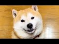 謎の表情で見つめ、去っていく柴犬
