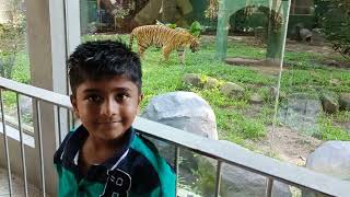Kethan Played with Tiger and Lion at Zoo Negara Malaysia 👌#zoo #kethan #tiger #lion #king #malaysia screenshot 5