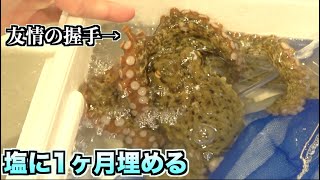 新事実ww踊り続けるタコを塩に埋めて1ヶ月放置するとみんなが知ってるアレになる。。。。