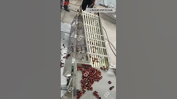Palm Dates Sorting Machine Processing factory
