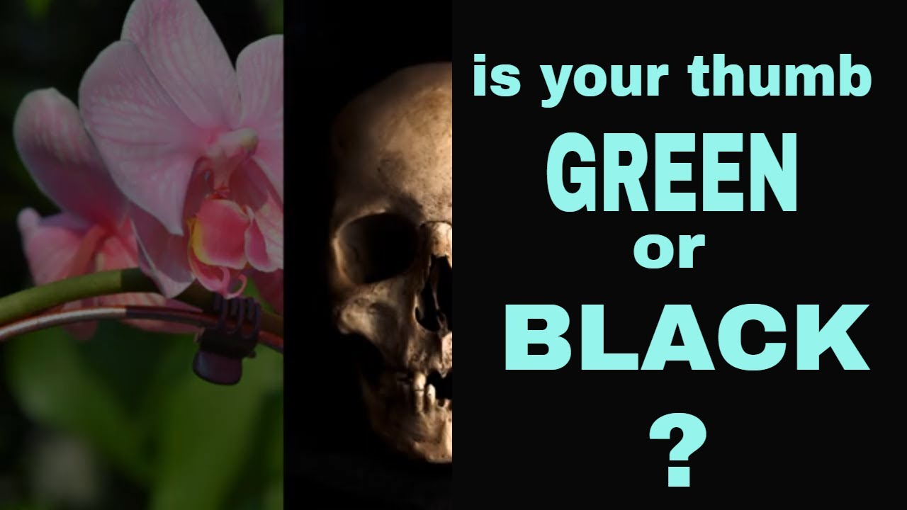 Is Your Thumb Green or Black? (Debunking the "green thumb" myth)