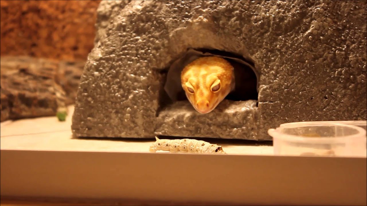 leopard geckos as pets Leopard Gecko Silkworm Feeding!