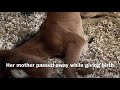 Orphan foal meets foster mare