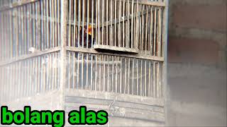 Kedasi ungu gacor ,suara pikat kedasi ungu violet cunko ampu dan terbaru teruji poin, masteran viral