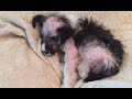 すぐに助けが必要な子犬が捨てられていました、それを見つけた幼い子供たちは・・・