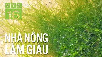 Cách diệt sạch tảo lam không dùng hóa chất | VTC16
