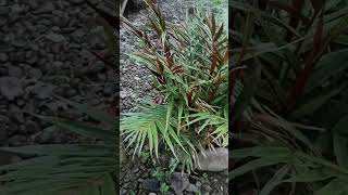 black ginger medicinal plants short