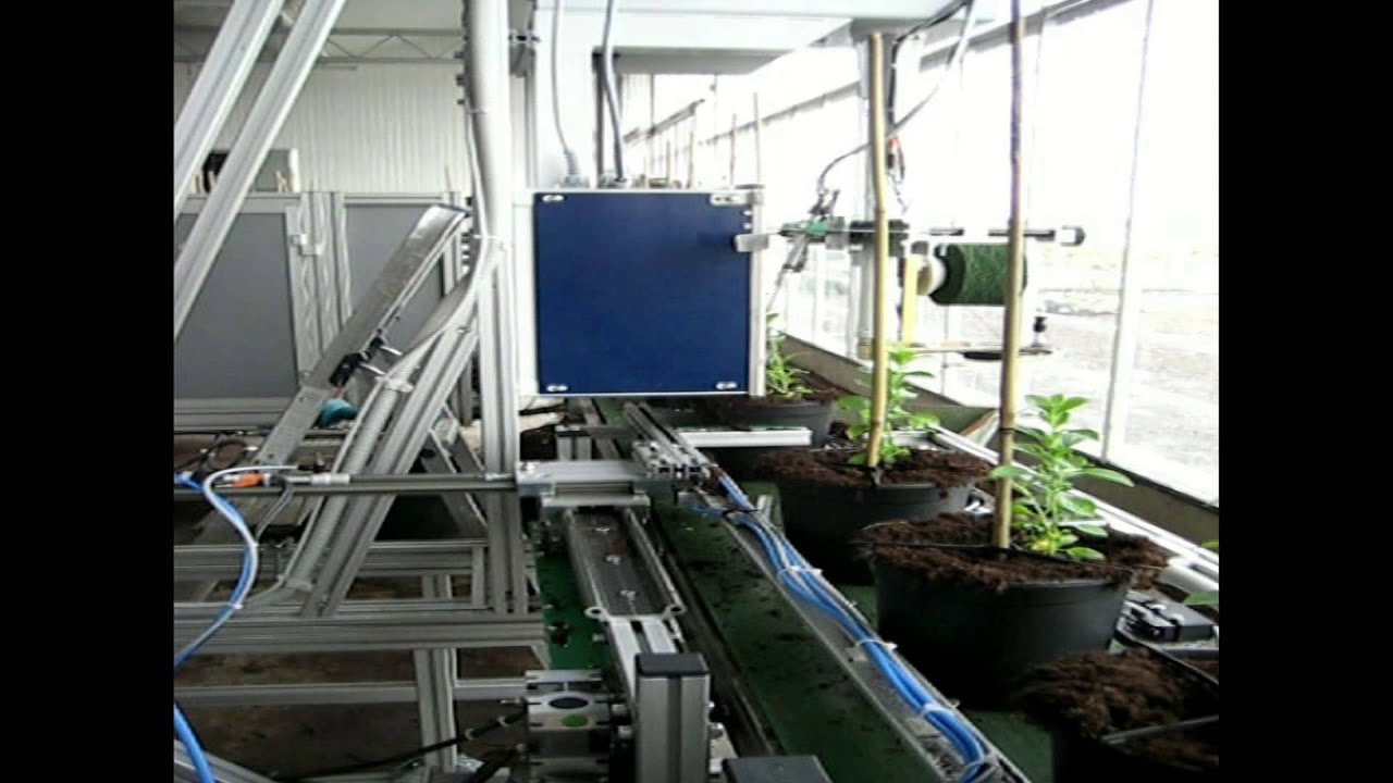 Pflanzen Bindesystem