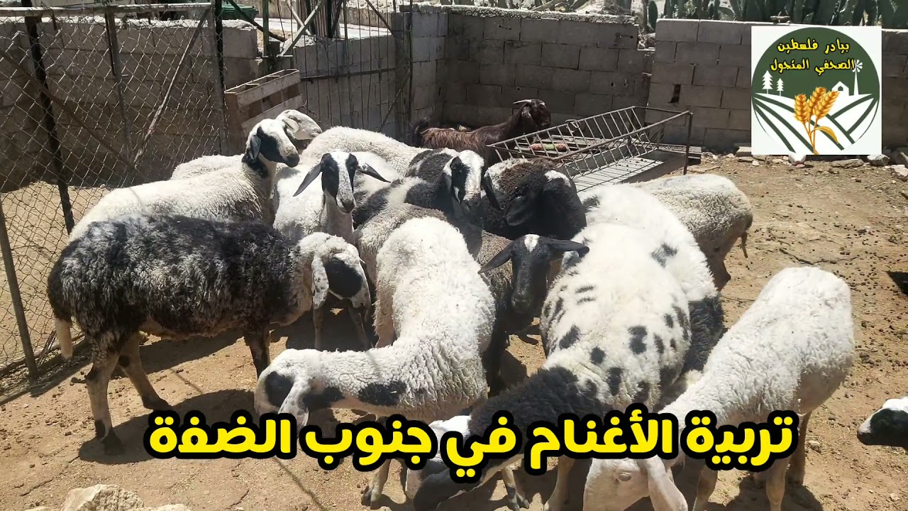 تربية الأغنام في جنوب الضفة الغربية بفلسطين